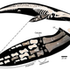 Image for article titled Fossil Hunters Found Bones From an Ancient Whale... and Then They Saw the Bite Marks